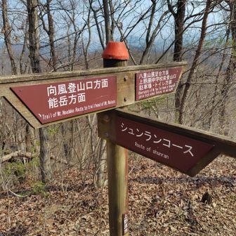 シュンランコースは意外とシュンラン少な目。
それ以外の場所のほうがたくさん咲いていました。