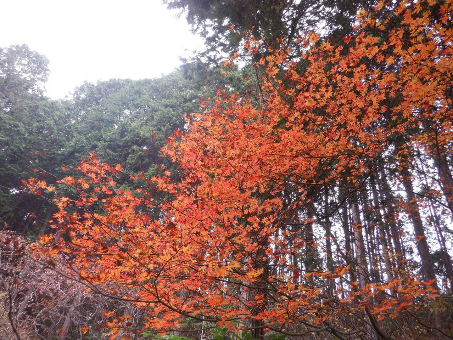 山の中での最後の紅葉🍁
見送ってくれたのね🥹
