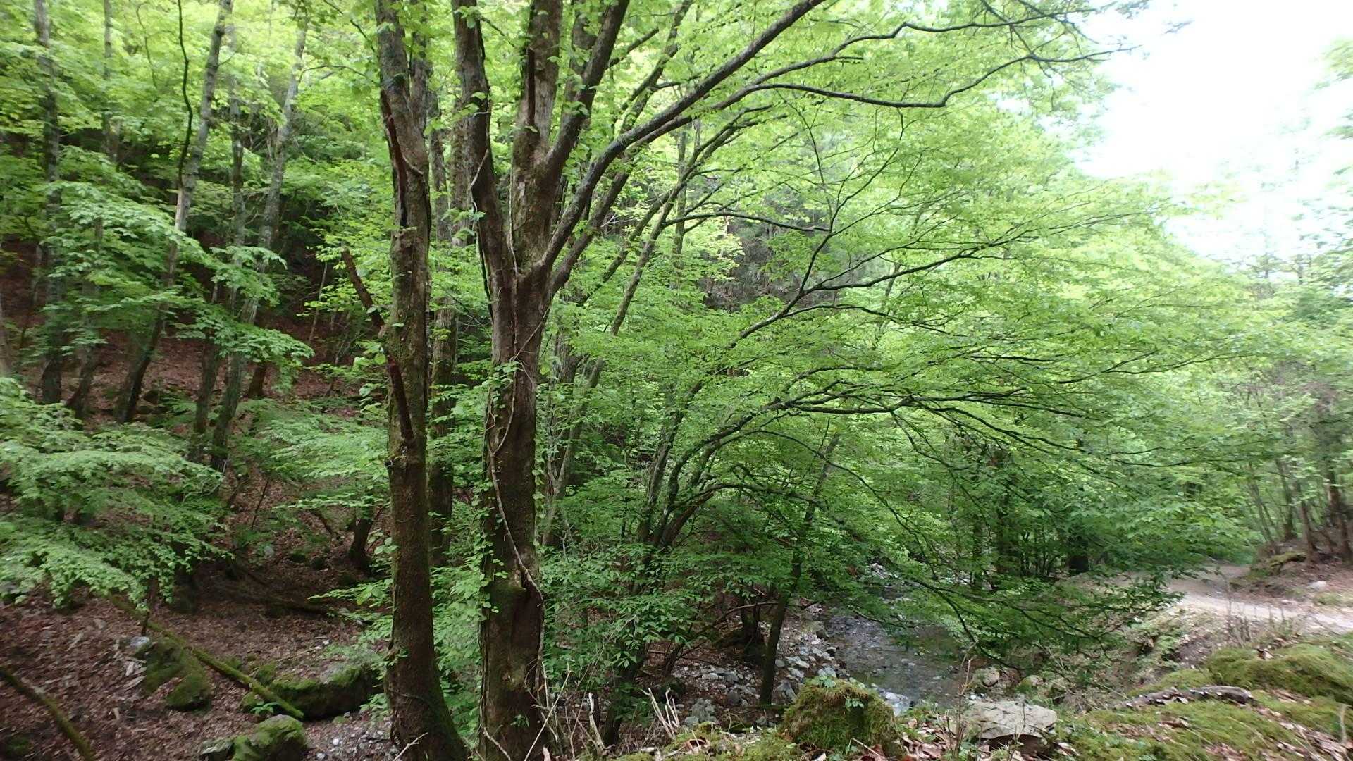 新緑に囲まれて
深呼吸
