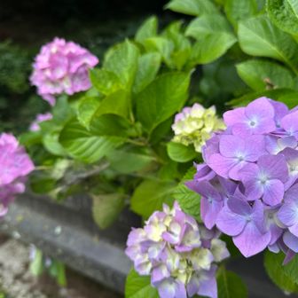 しっとり筑波山