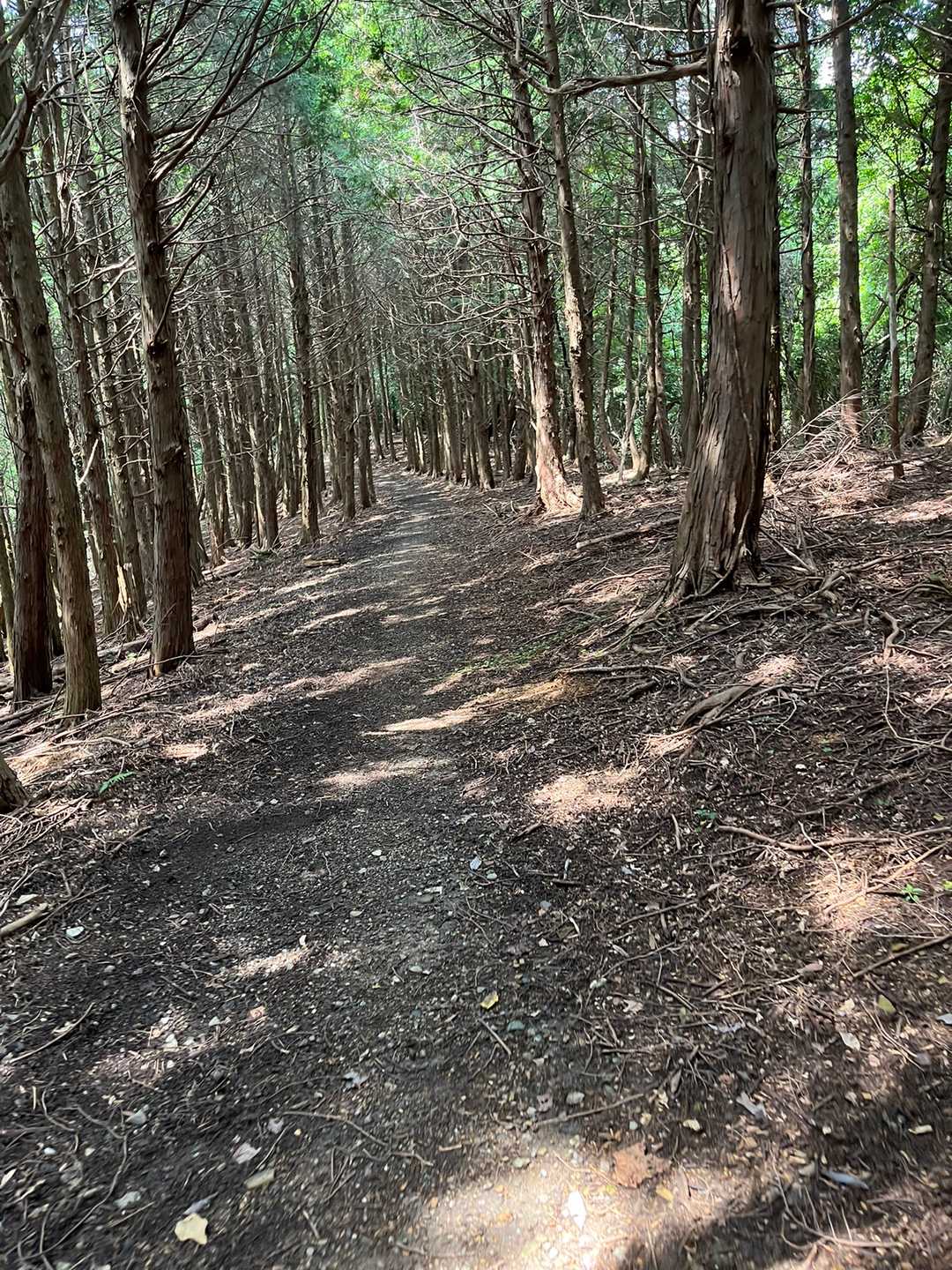綺麗な道。。綺麗にしてもらってあります。