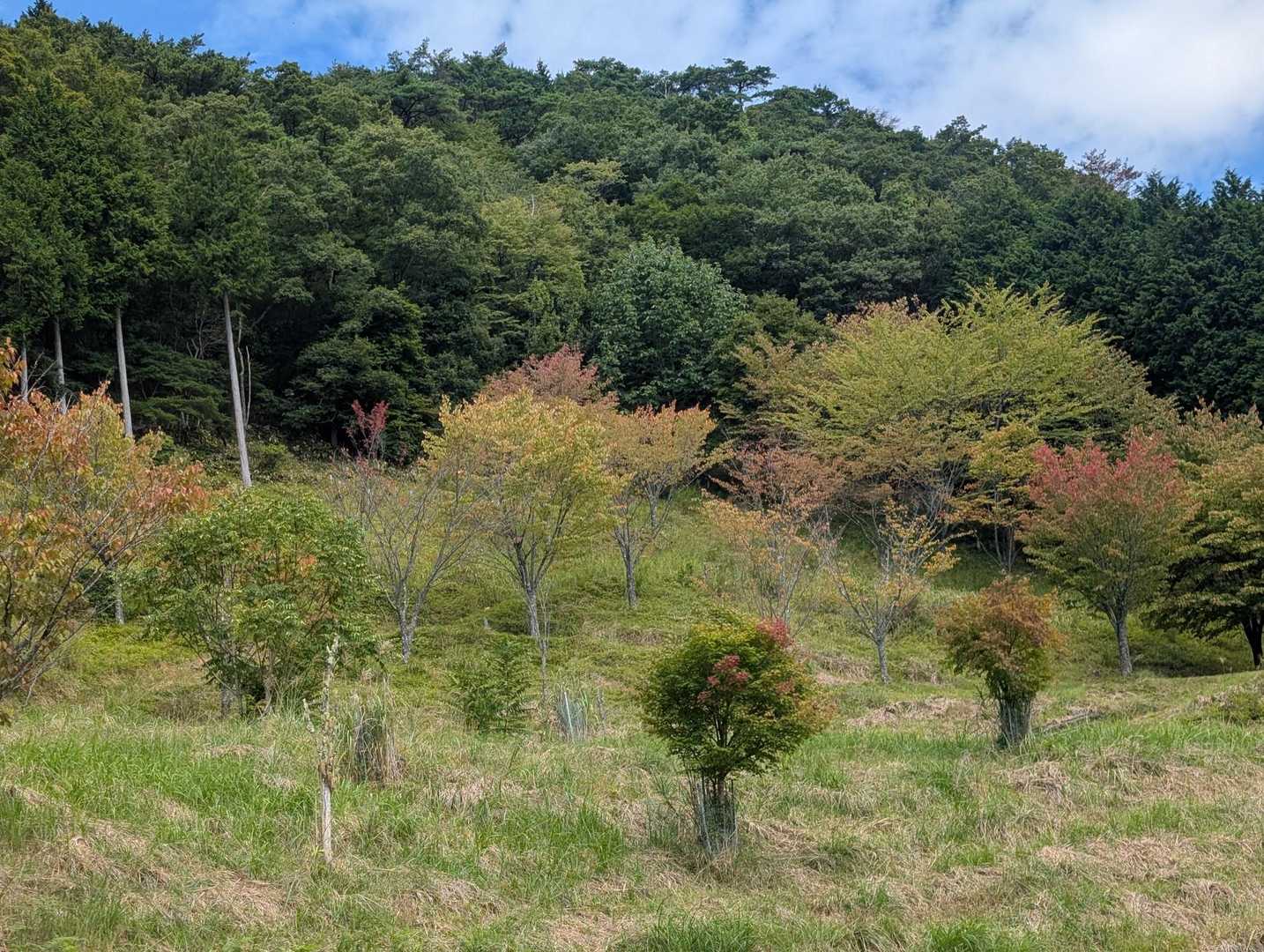 今年の紅葉はどうかな～🍁