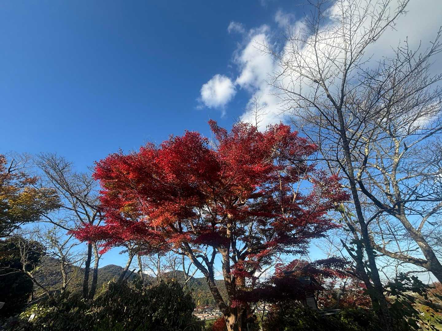 太鼓壇にある紅葉がキレイでした🍁
