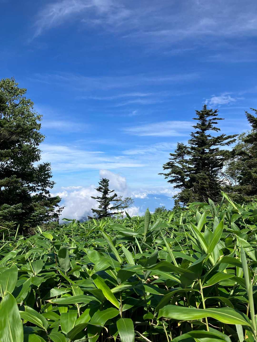 望外の青空の下、背丈くらいの笹藪で、景色に乏しい山だ🥹
