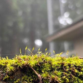 苔もキラッキラッ✨