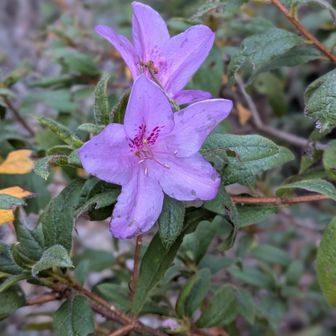 ツツジ、世間はまだまだ冬だけど、もう花の時期🏵️