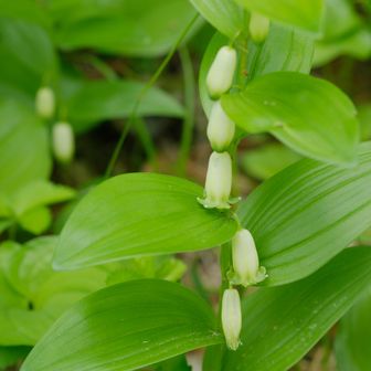 茎が弓なりに曲がらずに真っ直ぐ上に伸びるのが特徴