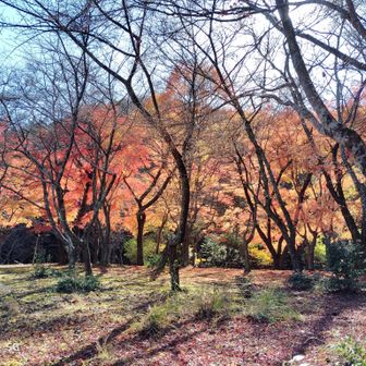 この紅葉ゾーンの先から、尾根に登り林道に復帰します