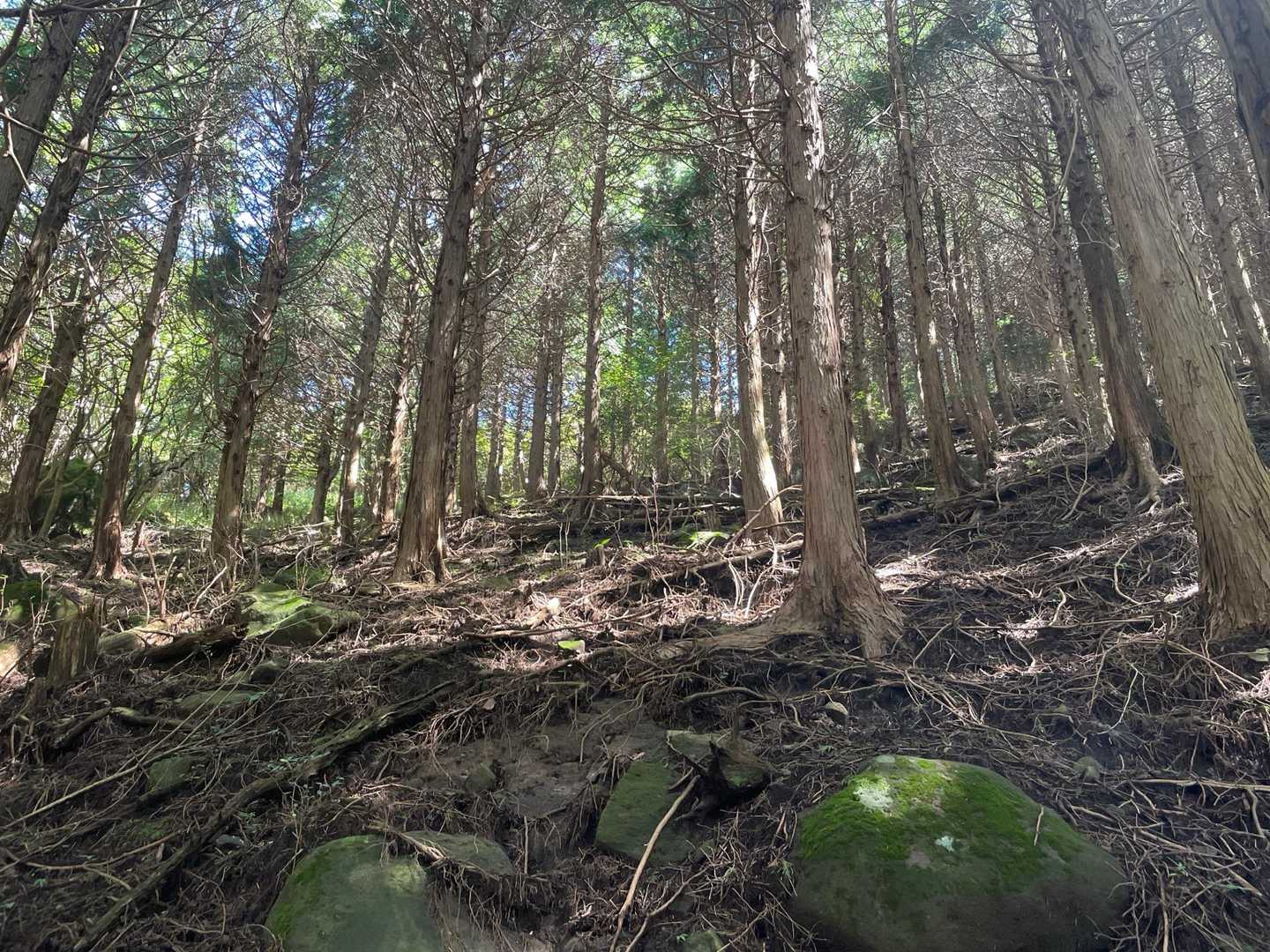 ここから山頂までは樹林帯。急登だったけど木陰は天国でした。