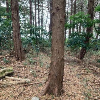 グレピ🏔️表山🏔️山頂は林中