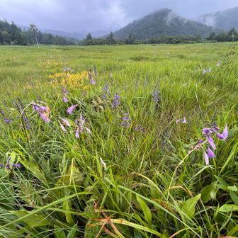 手前がコバギボウシ、奥がキンコウカ