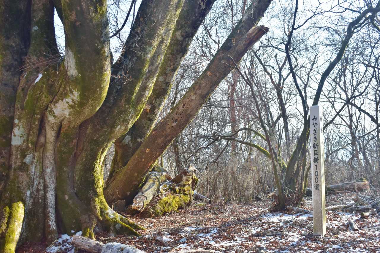 山頂の近くに巨樹の
みやざき１００選のブナ木です。
樹高は２０ｍ程との事・・・