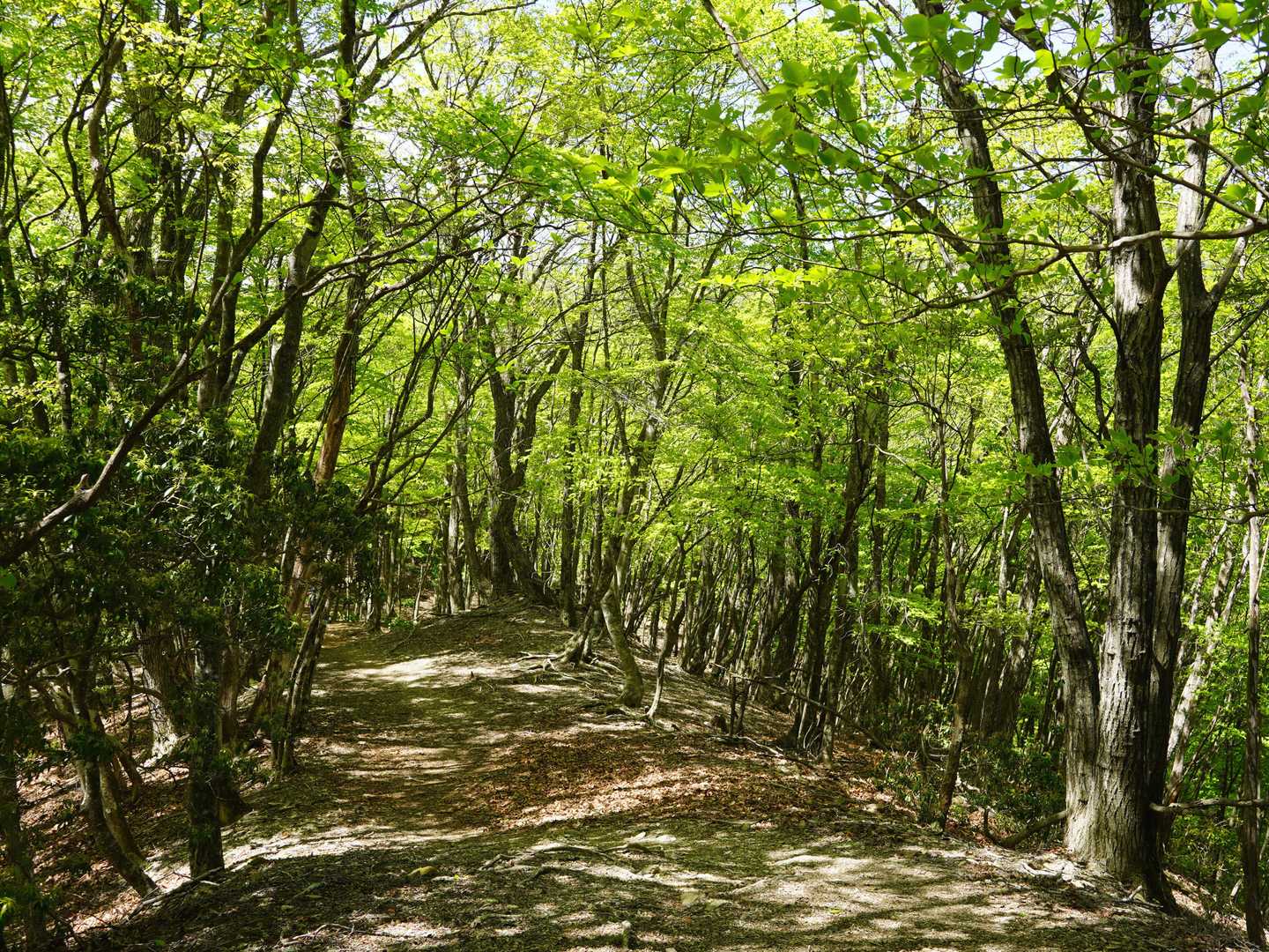 武甲山御嶽神社 一ノ鳥居-妻坂峠-横倉山-ウノタワ 往復コースの写真