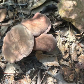 🍄🍄🍄
