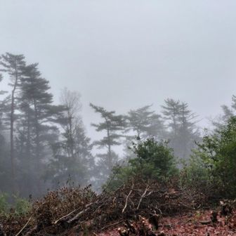 南東大峰方面。視界ありません😭
晴れていたら稲村から八経ヶ岳まで見渡せたとおもうが…残念😞