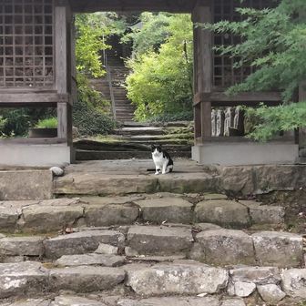 お出迎えわ？！😺ﾆｬ~