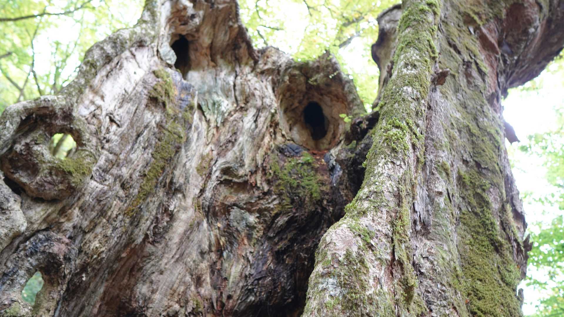 しかし幹の中身がなくなっています。
それでも生きています。
これからも頑張ってほしいですね。