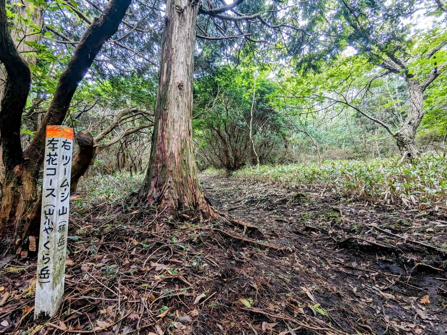東登山口-鞍岳-ツームシ山 周回コースの写真
