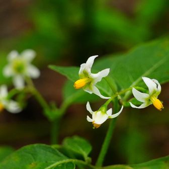 この花は最近見た記憶はあったけど、
ここでは名前を思い出せなかった。