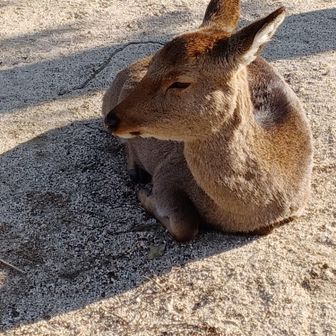 王鈴