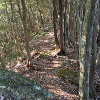 こっからYAMAPに載ってないルート
標識皆無だがピンテまめにあります
登山道もしっかりしてる