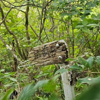木立の影になっていて、見えにくかったですが
こンな、標識　がッ！　
この、半ば　朽ちた雰囲気　に　🤗
