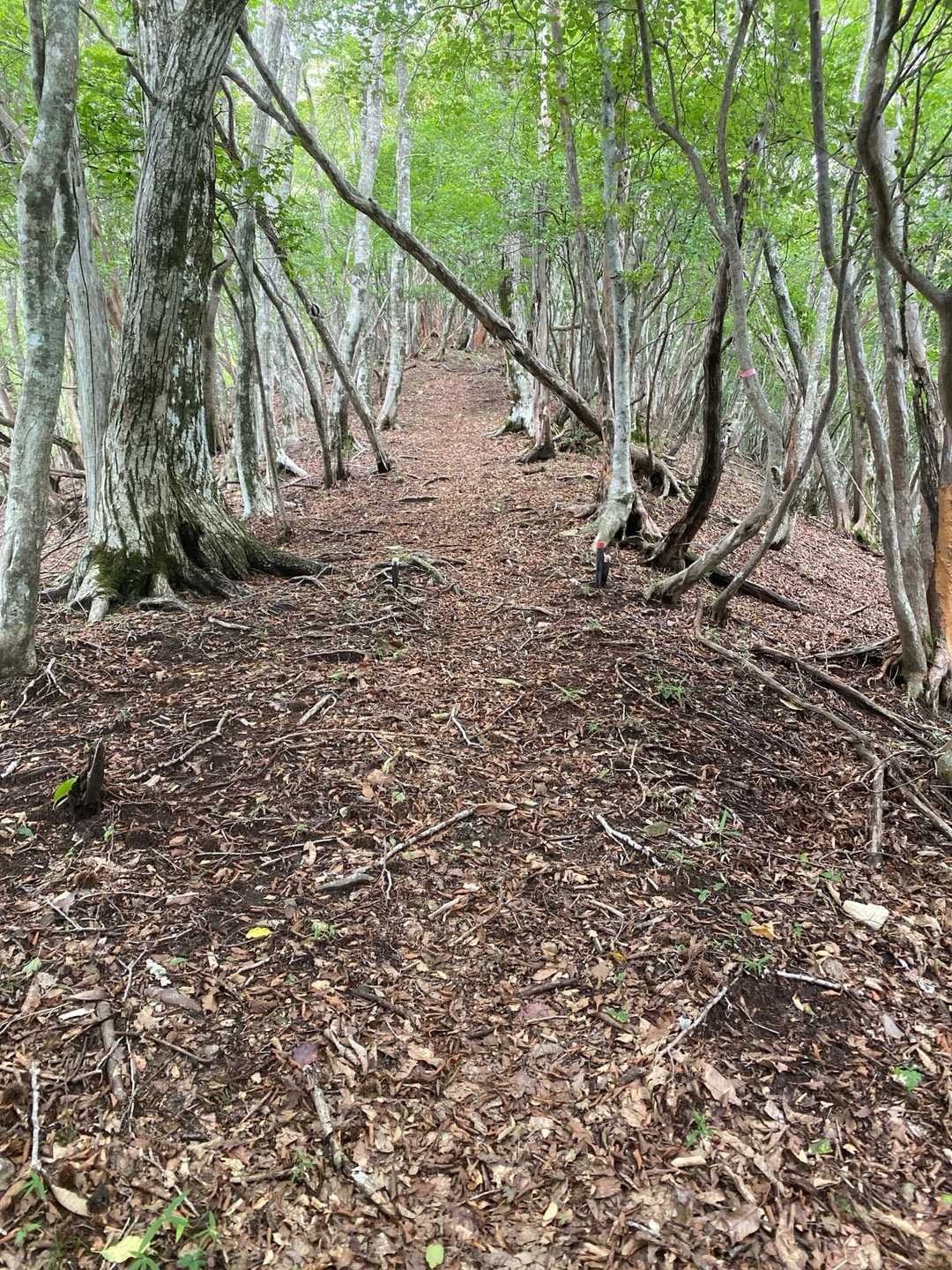 長い登り✨