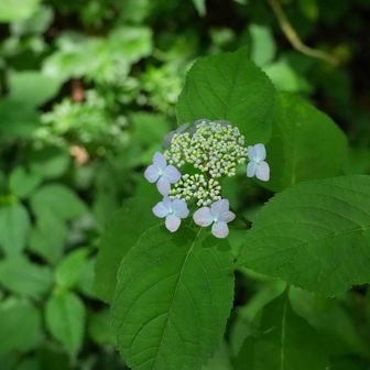 土壌の成分によって、色々な色が楽しめます
