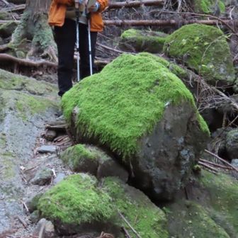 東海自然歩道で下山です。下の方はやはり岩ゴロゴロ道です。礫岩の小石がころころしているので滑らないように神経を使います