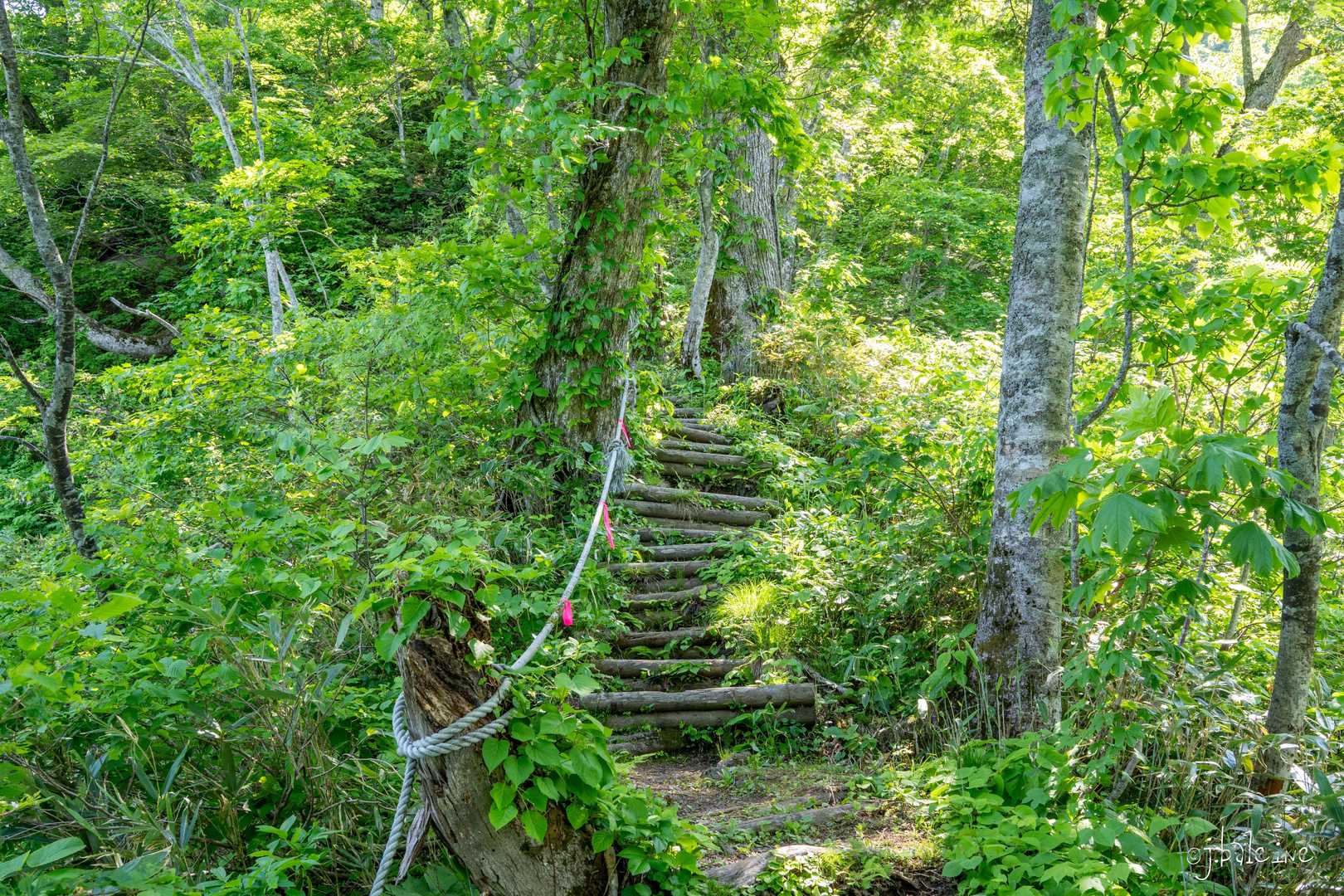 しばらく歩くと階段です。名物の階段は山頂まであります。