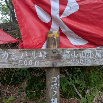 2度目のゴボウ畑ですがやはり、ゴボウは無かったです