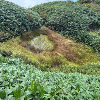 殿ヶ池避難小屋のところにあるハートの池💙