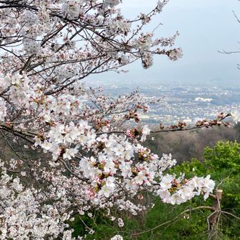 桜は7分咲き🌸