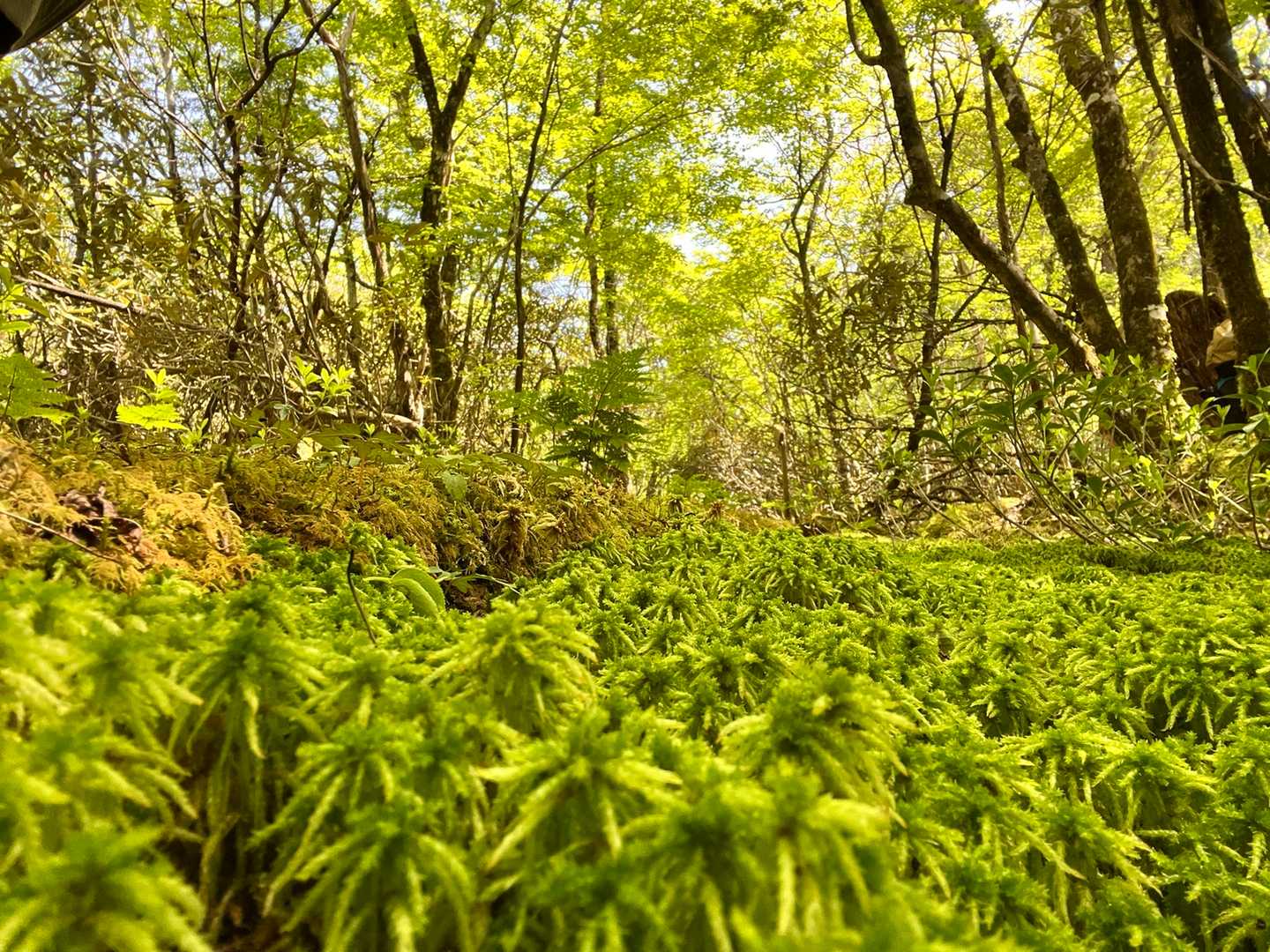 苔苔✨