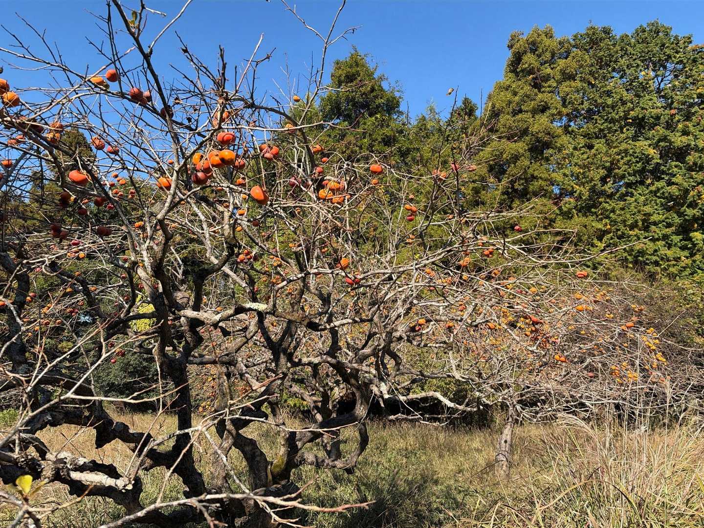 山の辺の道沿いには沢山の柿の実が成っていました。
