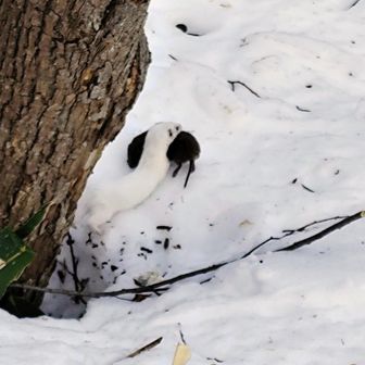 生きたネズミを目の前でハントした小さな生き物は、キタイイズナ　一瞬オコジョ？と思ったが、こんな小さいわけがない　kouさんが教えてくれました！
