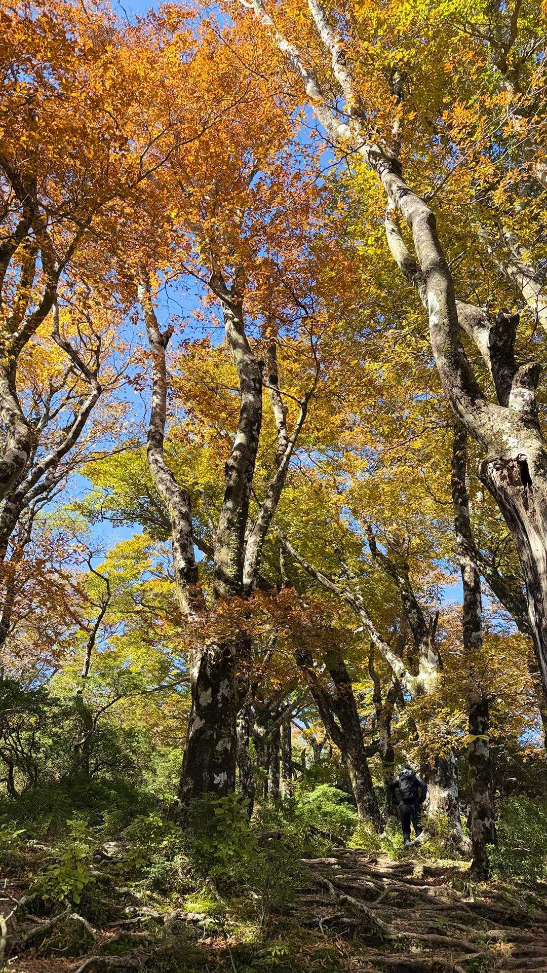 天城縦走登山口-万二郎岳-石楠立-万三郎岳 往復コースの写真