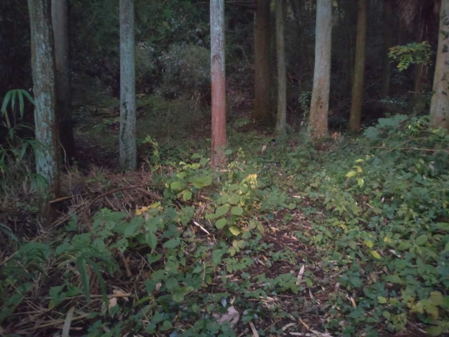 まだ、暗い😓