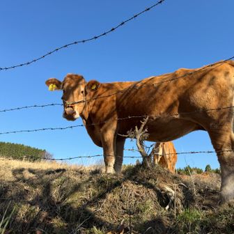 下山してワンモア牛。皆んなこっちみて可愛いです❤️