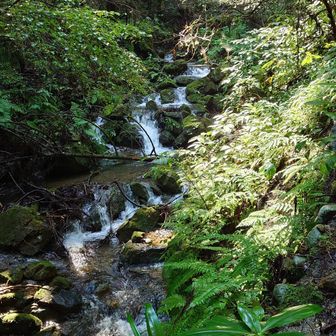 小仏川(…にそそいでいく、蛇滝のあるここは、行の沢というらしい…🤔…が、いつもと違う川のよう…