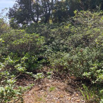 地図に弥勒山というグレーピークがあるので行ってみしたが何もありません