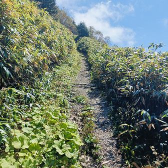 最初はまだ傾斜それほどではなく