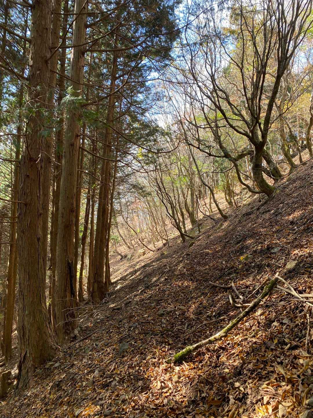 ここのトラバース行きはこわかったけど、帰りはトレポ使ったら安心して通れました🙌