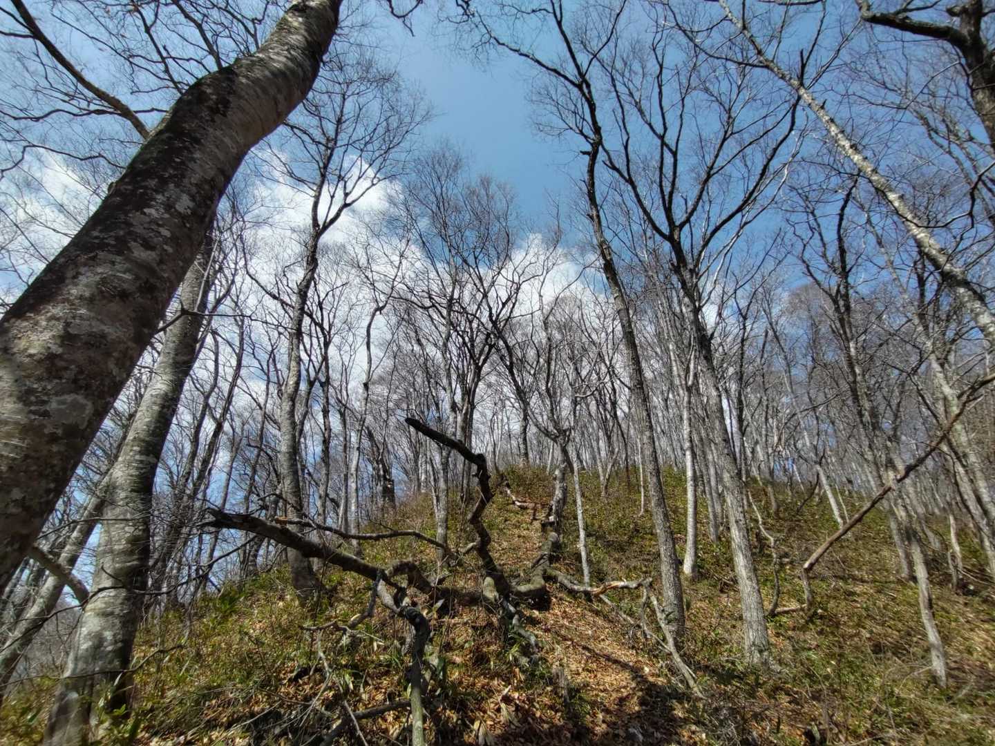 赤林山矢巾温泉登山口-赤林山 往復コースの写真