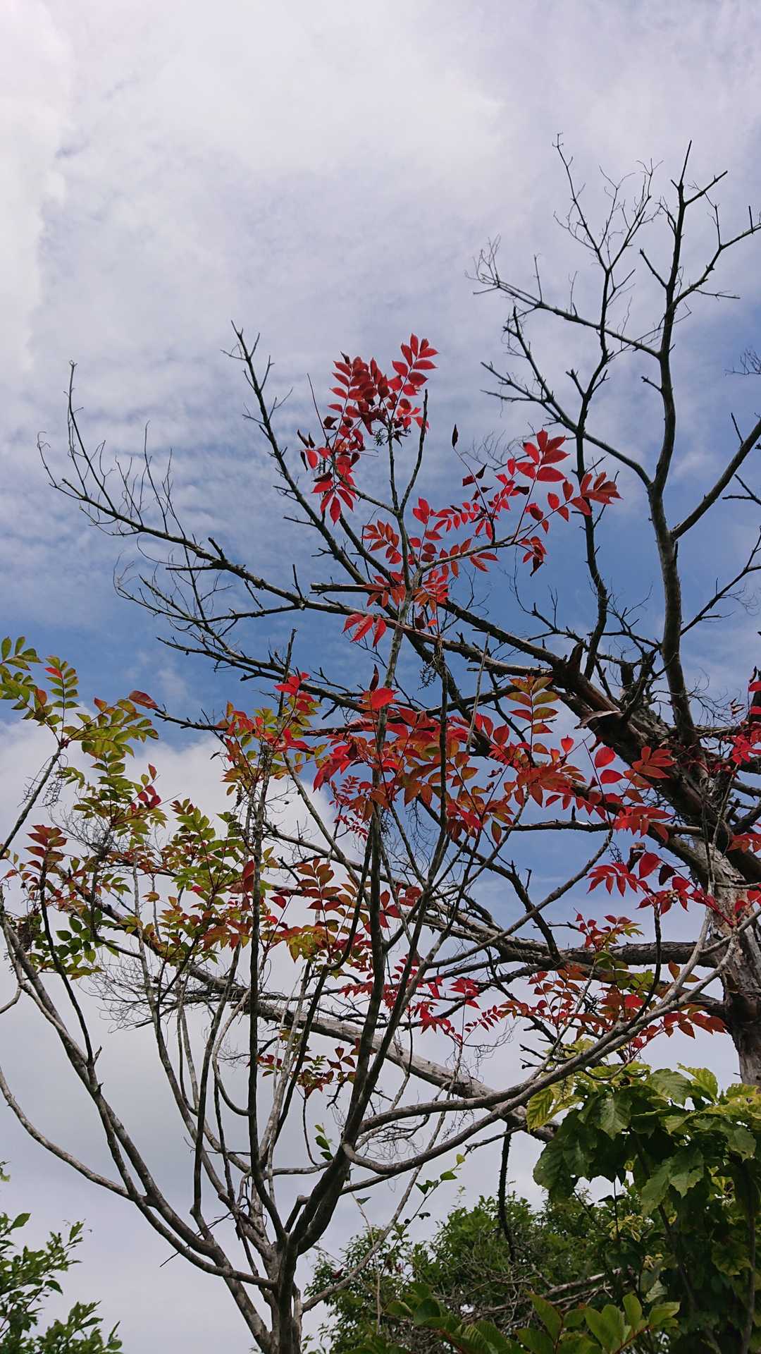 ヤマウルシが真っ赤に紅葉