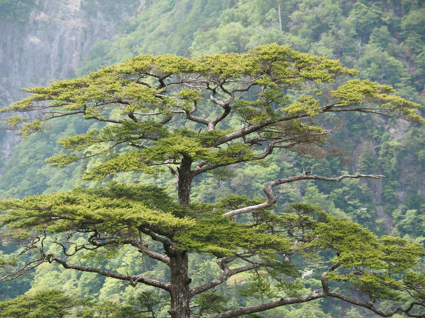 大台ヶ原バス停-尾鷲辻-マブシ嶺 往復コースの写真
