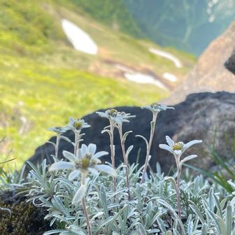 まさに高山植物