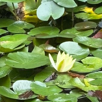 可愛らしい一輪の花🌼