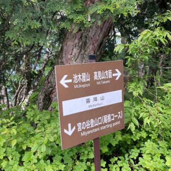 この辺りはこの木が勢力を伸ばしていて
行手を遮ってくる