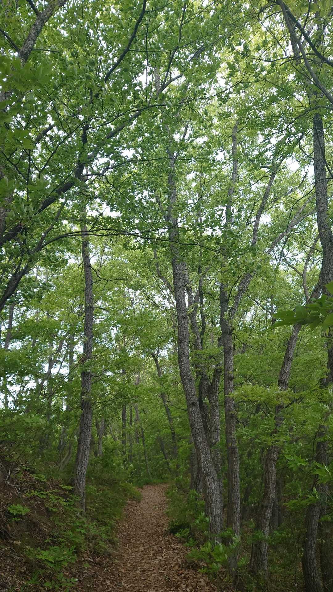 緑🌳